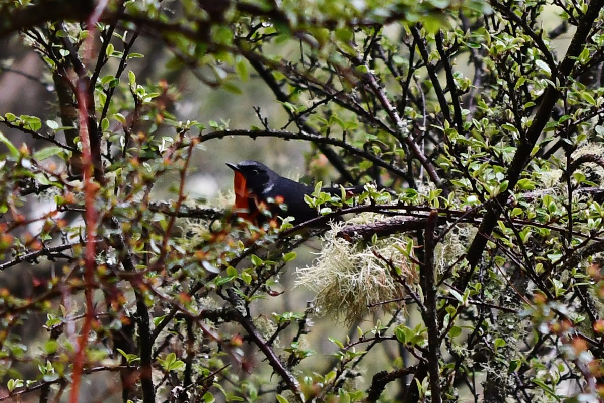 Firethroat | Foto von Liu Bin