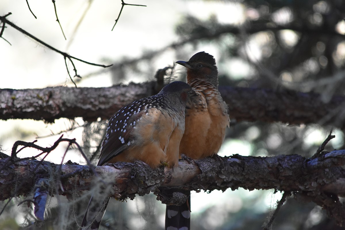 Giant Laughingthrush | Foto von Liu Bin