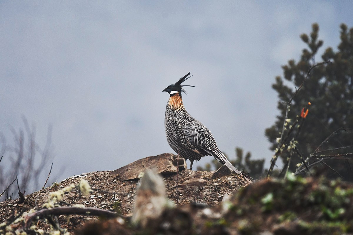 Koklass Pheasant  | Foto von Liu Bin