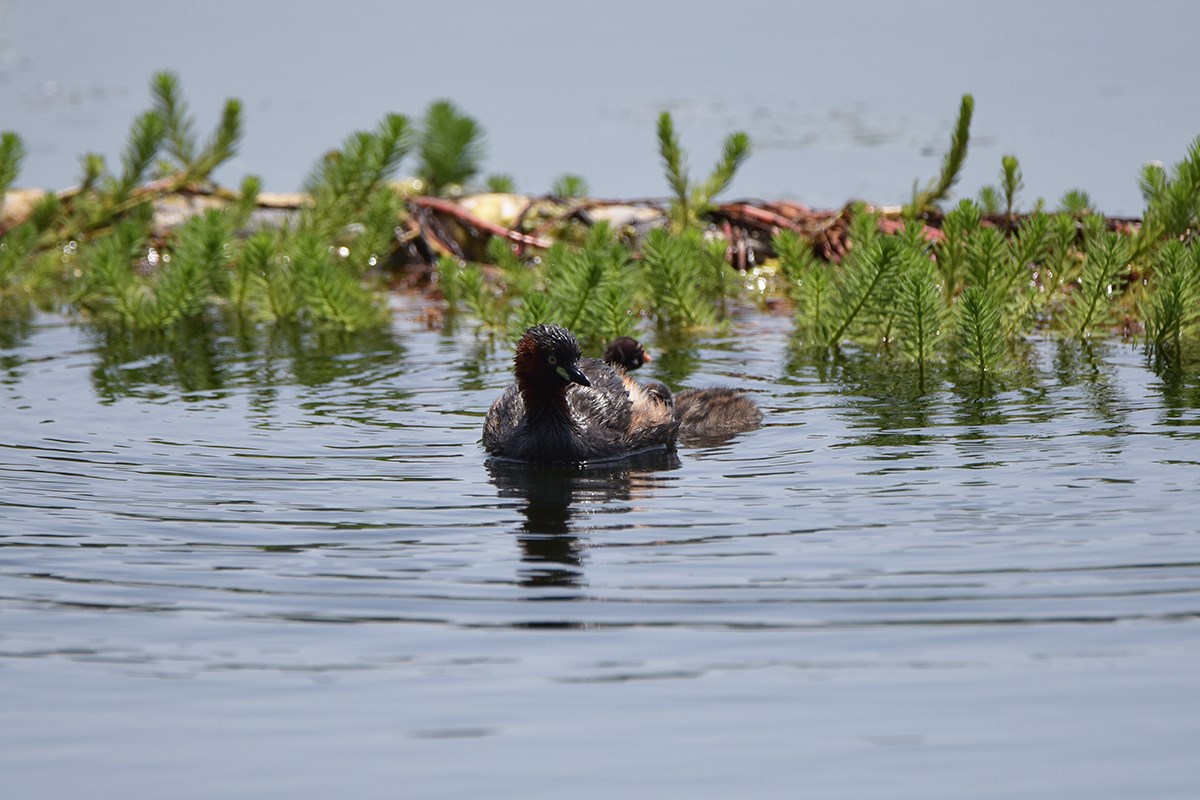 Little Grebe | Foto von Liu Bin