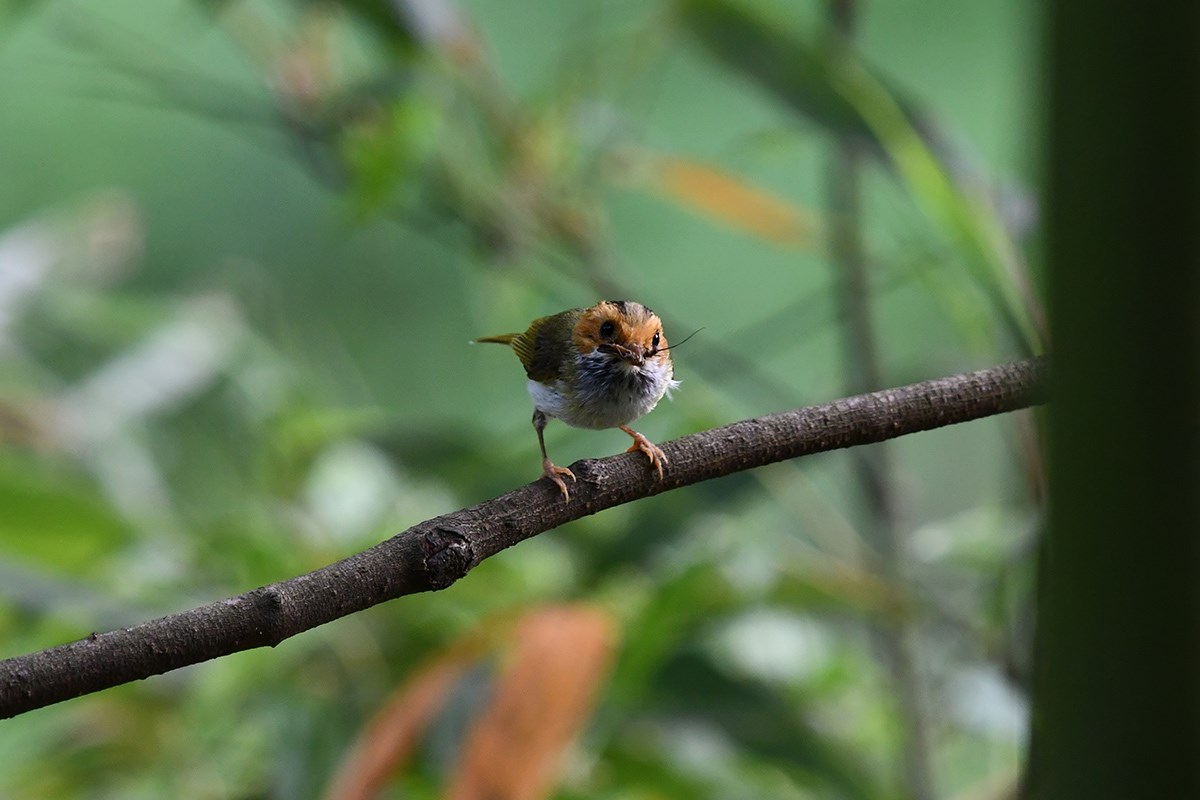 Rufous Faces Warbler | Foto von Liu Bin