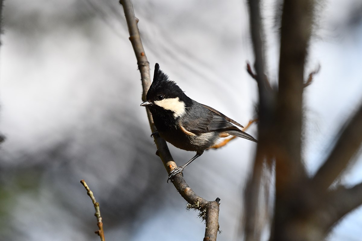 Rufous Vented Tit | Foto von Liu Bin