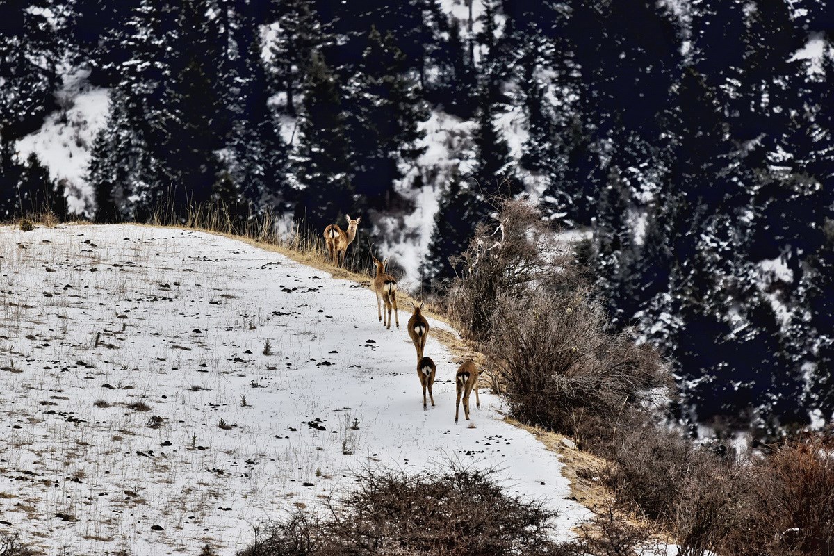 Sichuan Sika Deer in Tiebu Reserve | Foto von Liu Bin