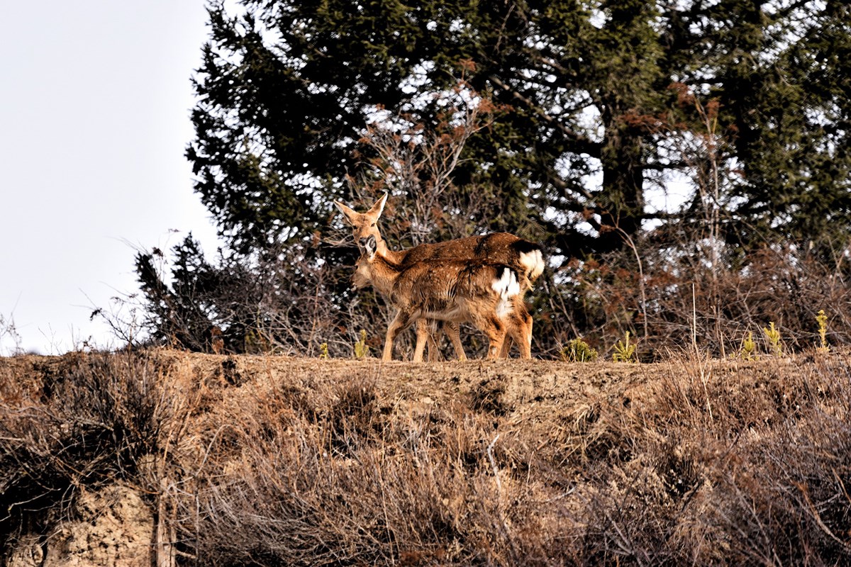 Sichuan Sika Deer in Tiebu Reserve | Foto von Liu Bin