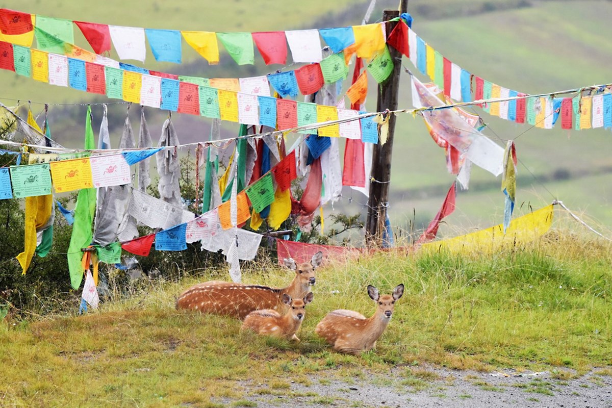 Sichuan Sika Deer in Tiebu Reserve | Foto von Liu Bin