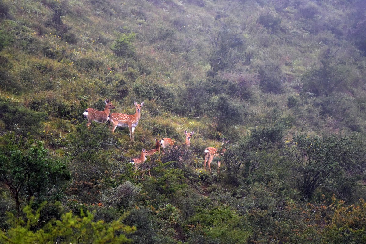 Sichuan Sika Deer in Tiebu Reserve | Foto von Liu Bin