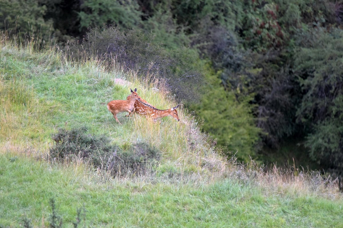 Sichuan Sika Deer in Tiebu Reserve | Foto von Liu Bin