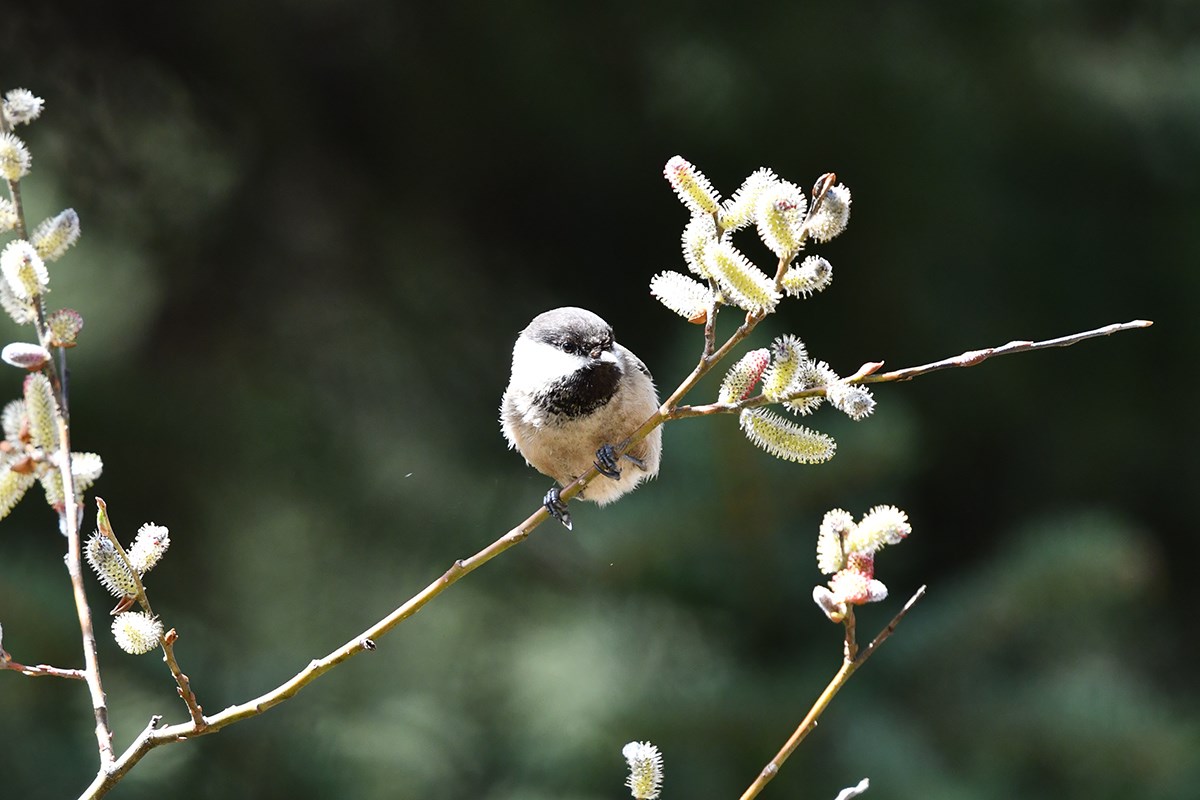 Sichuan Tit | Foto von Liu Bin