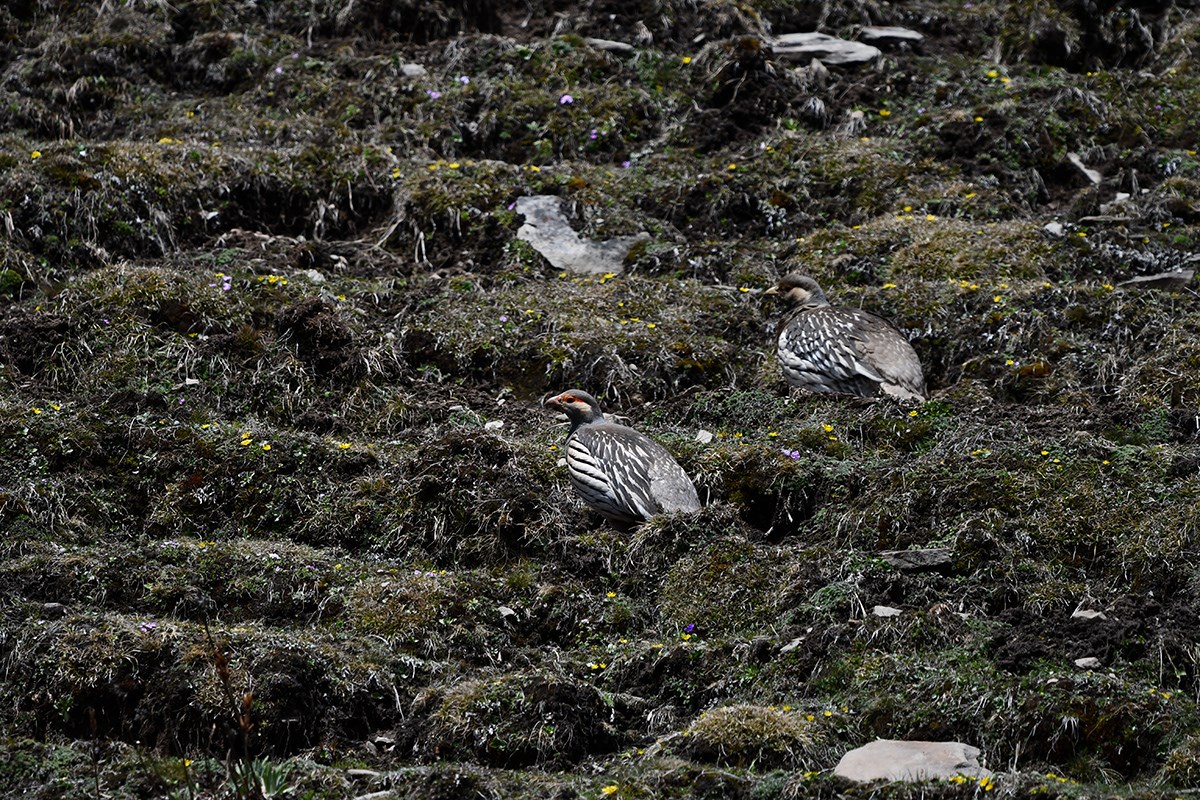 Tibetan Snowcock | Foto von Liu Bin