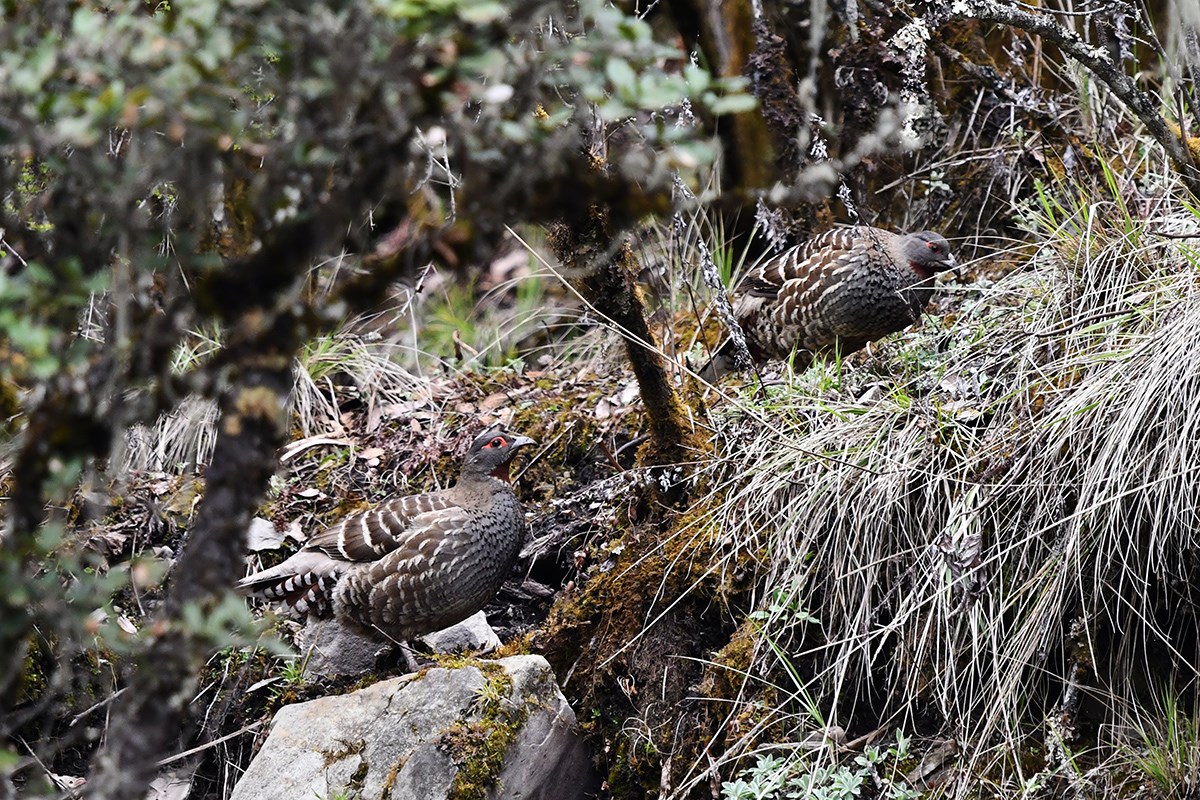 Verreauxs Monal Patridge | Foto von Liu Bin