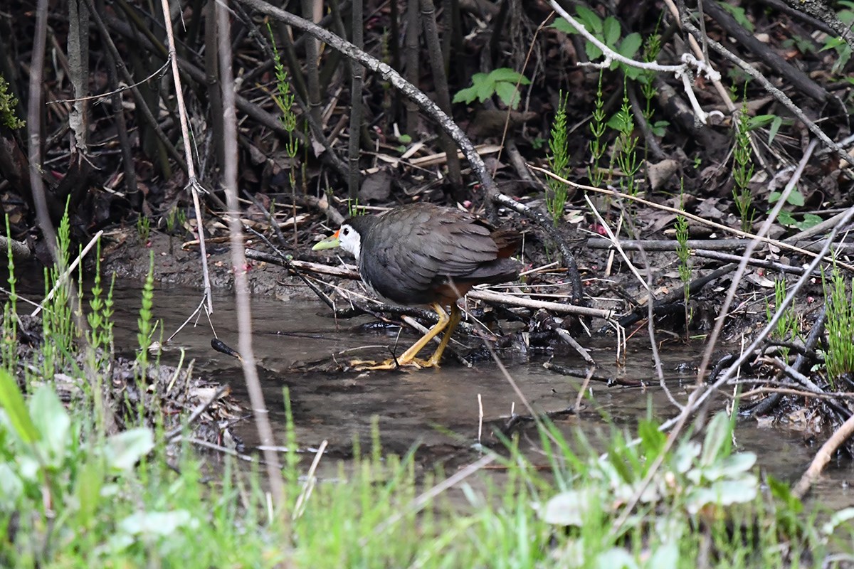 White Breasted Waterrhen | Foto von Liu Bin