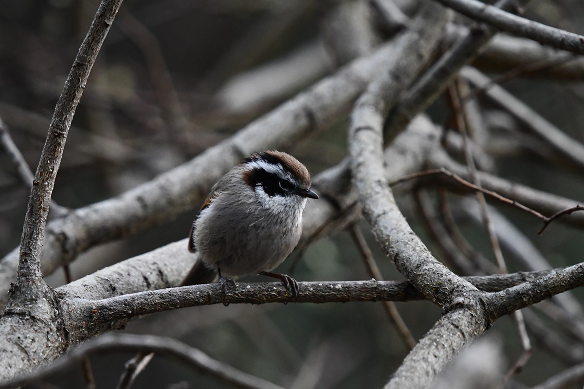 White Browed Fulvetta | Foto von Liu Bin