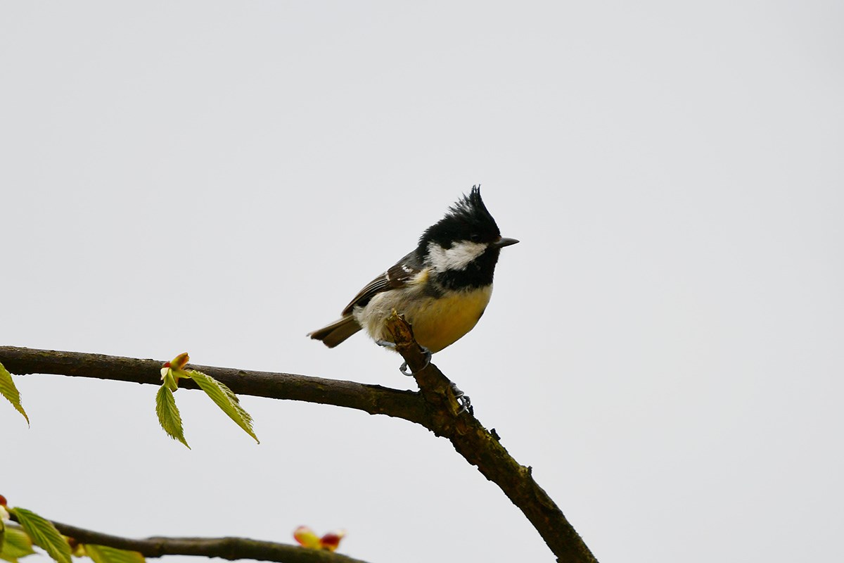 Yellow Bellied Tit | Foto von Liu Bin