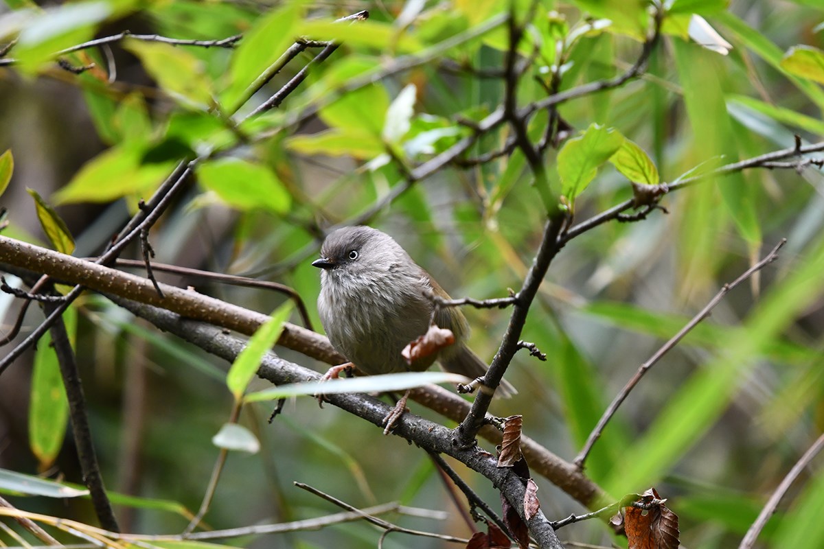 Yunnan Fulvetta | Foto von Liu Bin
