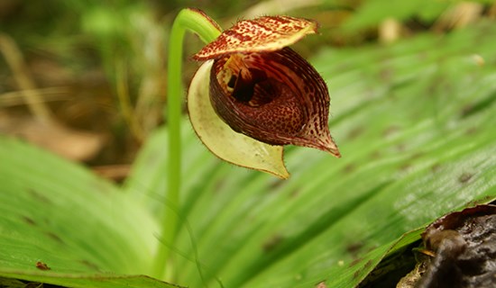 Orchideen-Beobachtungsreise in West-Sichuan