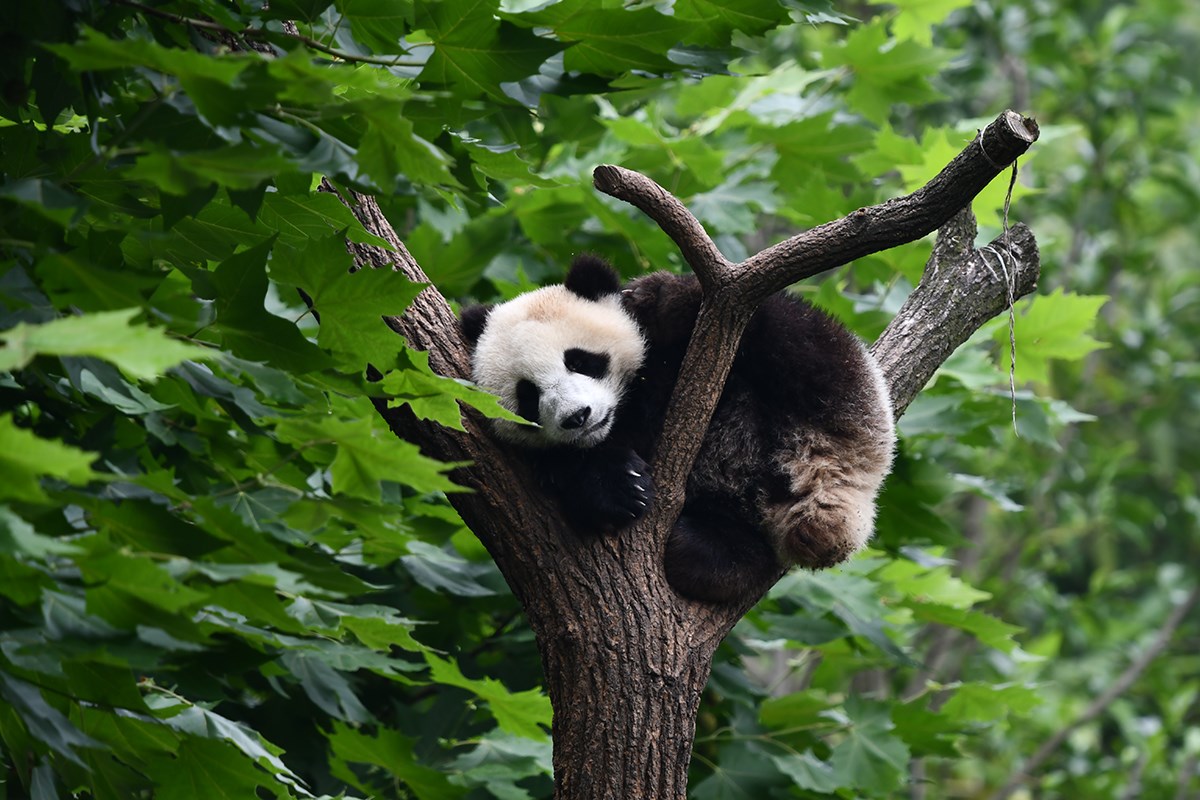 Panda in Dujiangyan | Foto von Liu Bin