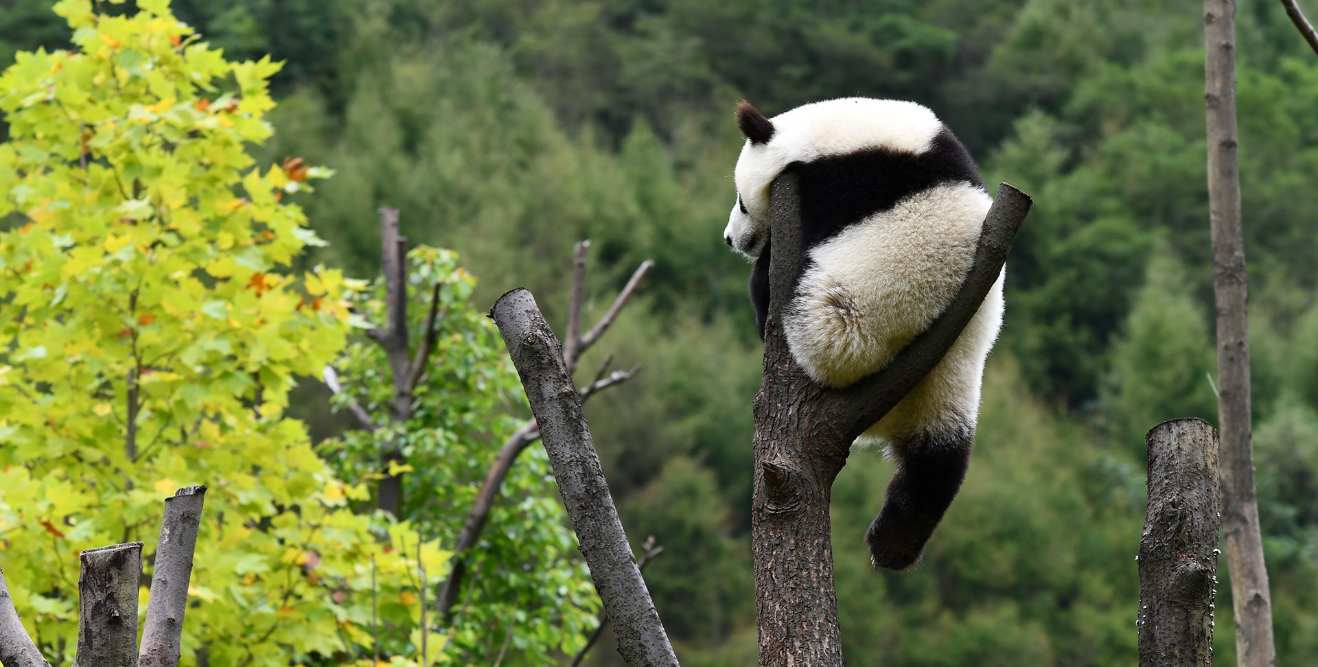 Jiuzhaigou, Huanglong und Panda in Wolong entdecken
