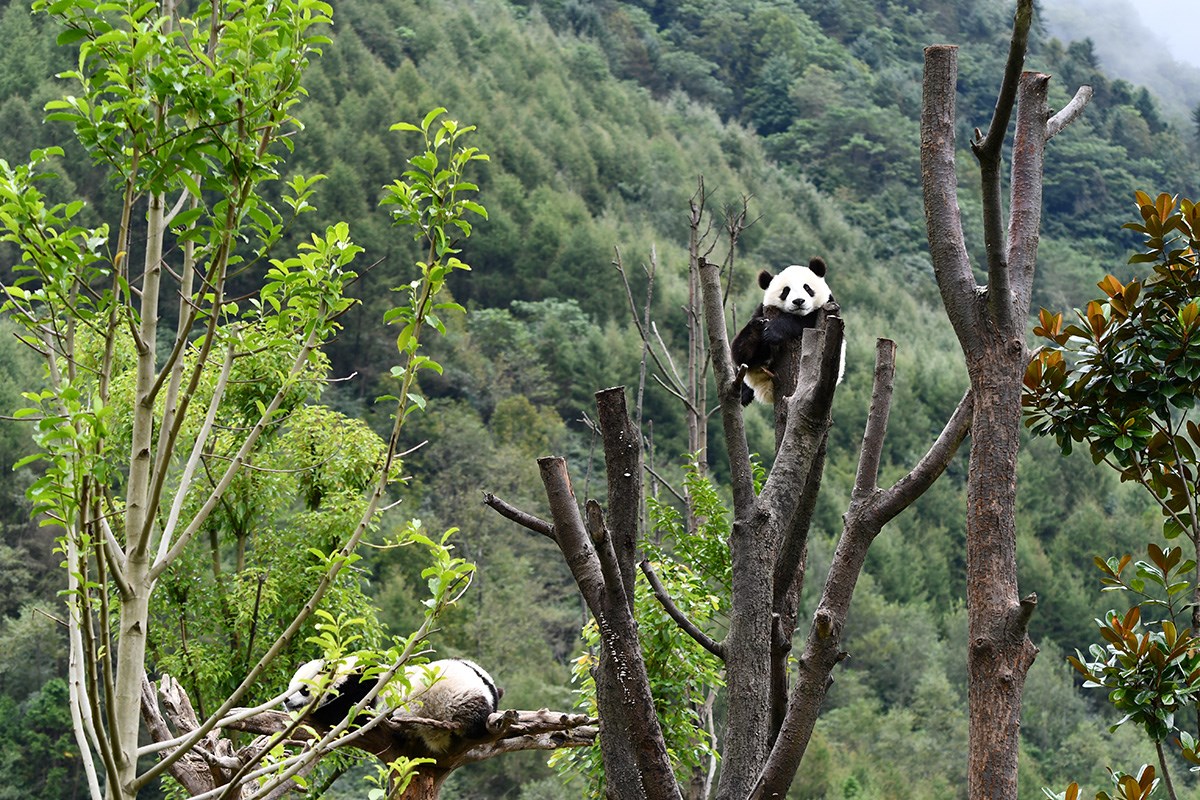 Panda in Wolong | Foto von Liu Bin