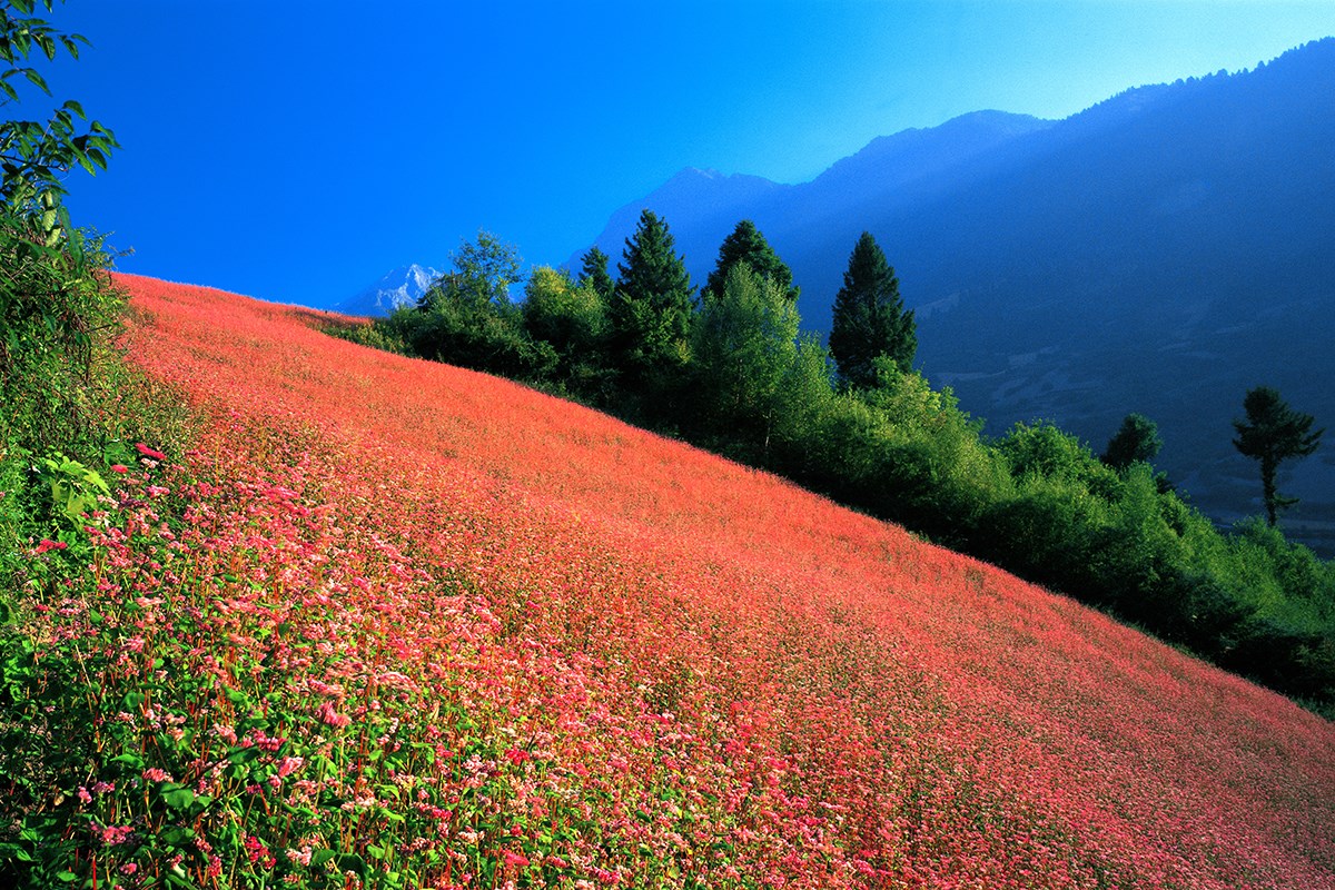 Spring of Siguniang Mountain 