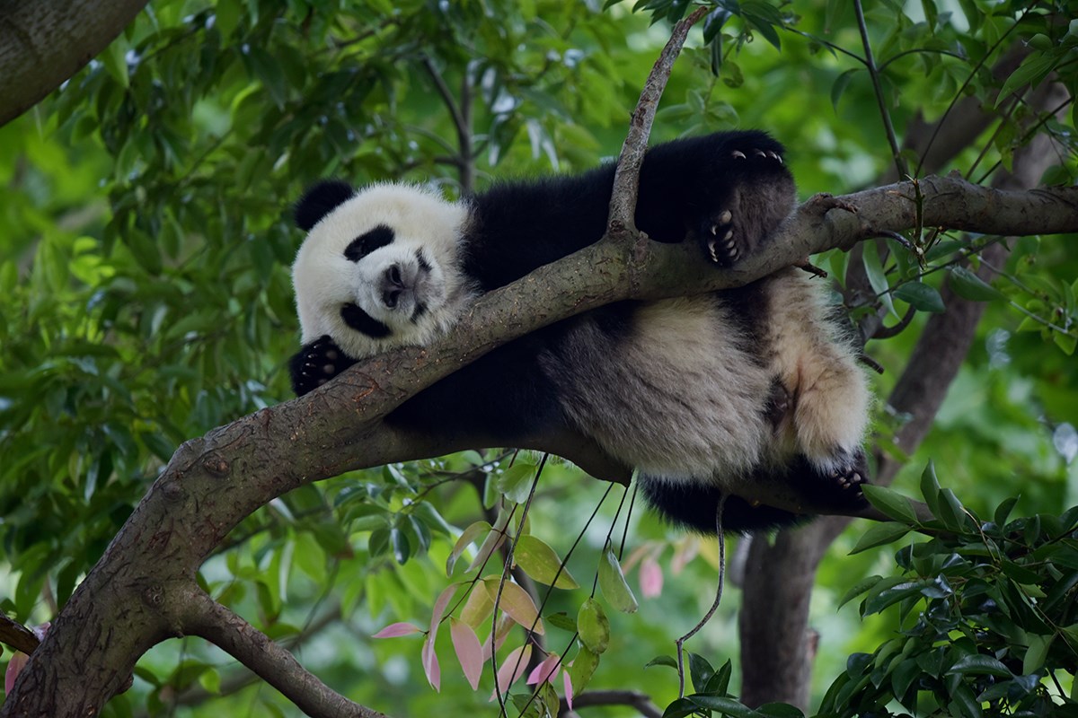 Giant Pandas in Chengdu | Foto von Liu Bin