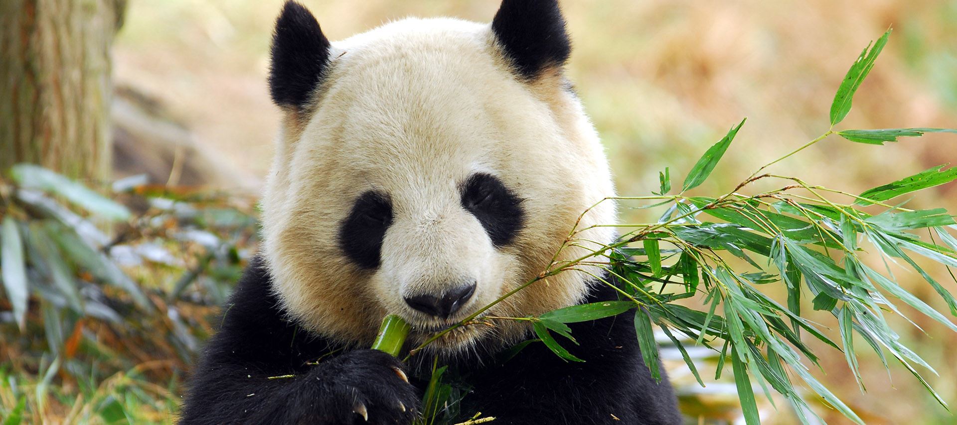 Tibet Höhepunke mit Tibetbahn von Chengdu nach Lhasa